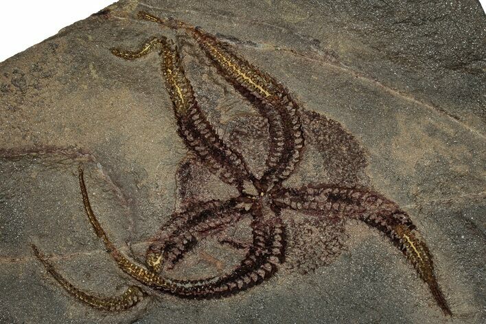 Detailed Ordovician Brittle Star (Ophiura) - Morocco #359143